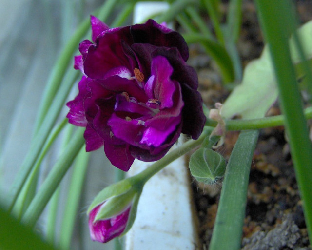 Purple flower green stems potted free wallpaper for desktop - medium preview image