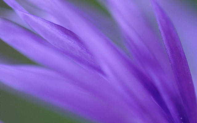 Purple flower closeup green background free wallpaper for desktop - medium preview image