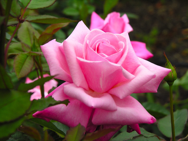 Pink rose blooming garden green #3 free wallpaper for desktop - medium preview image