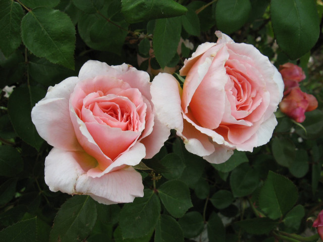 Pink roses garden flower jigsaw #2 free wallpaper for desktop - medium preview image