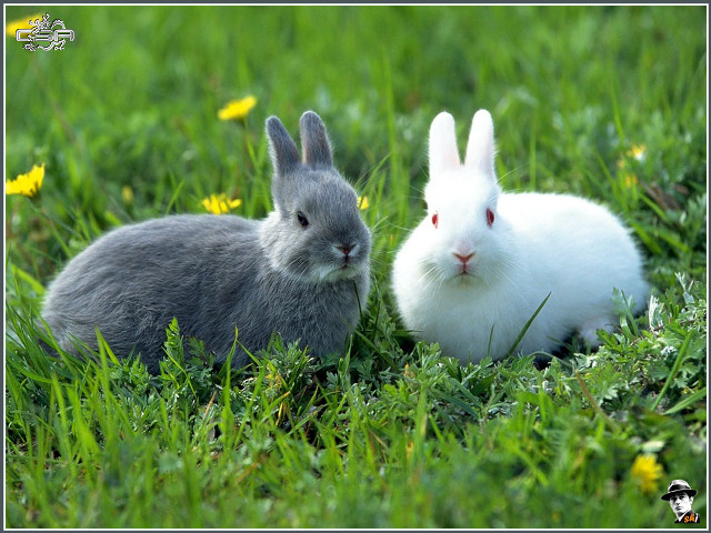 Rabbits grass camera sad face free wallpaper for desktop - medium preview image