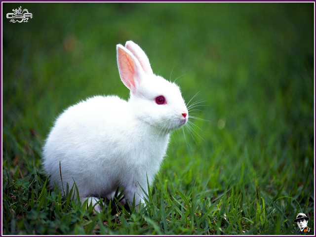 White rabbit grass camera pink free wallpaper for desktop - medium preview image