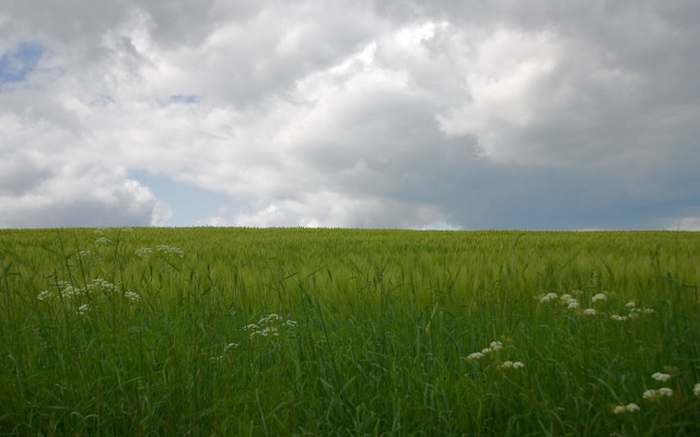 Field grass clouds lone cow free wallpaper for desktop - medium preview image