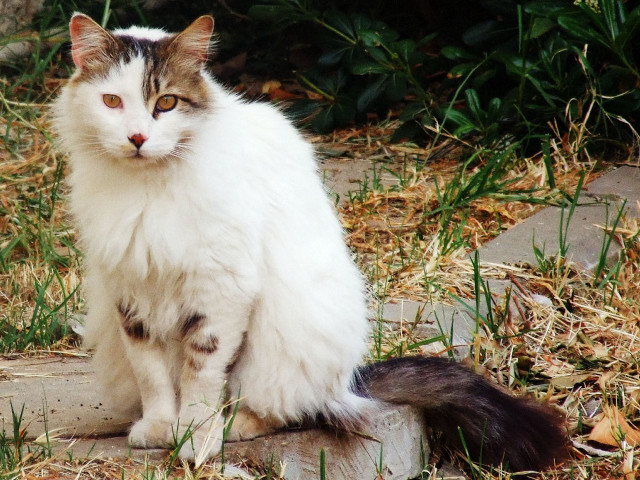 Cat serious rock grass day free wallpaper for desktop - medium preview image