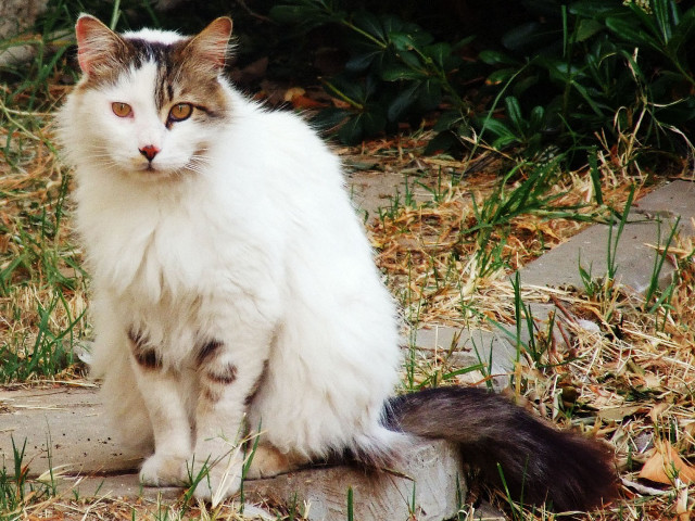 Cat sitting rock grass curious free wallpaper for desktop - medium preview image
