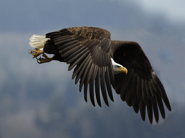 Bald eagle flying wings spread #5 free wallpaper for desktop - medium preview image