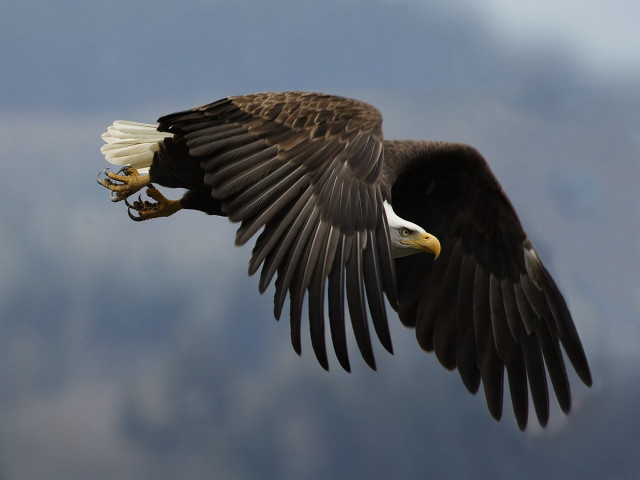 Bald eagle flying wings spread #6 free wallpaper for desktop - medium preview image