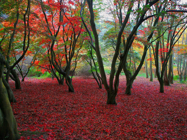 Forest red leaves trees ground free wallpaper for desktop - medium preview image