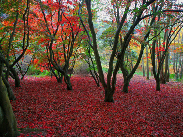 Forest red leaves trees ground #2 free wallpaper for desktop - medium preview image