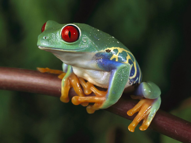 Frog red eye branch green #2 free wallpaper for desktop - medium preview image
