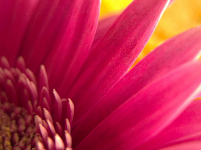 Pink flower yellow background blurry #5 free wallpaper for desktop - medium preview image