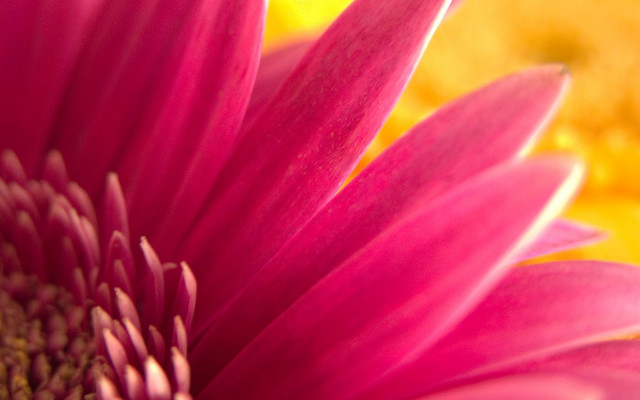 Pink flower yellow background blurry #3 free wallpaper for desktop - medium preview image