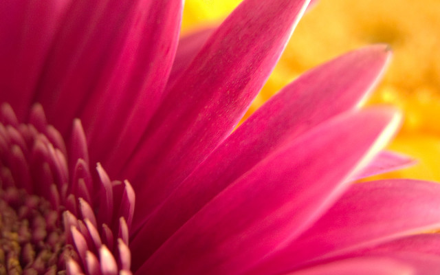 Pink flower yellow background blurry #4 free wallpaper for desktop - medium preview image