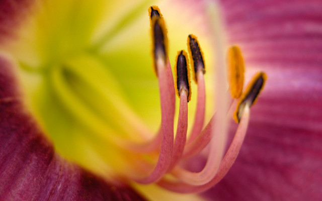 Pink flower yellow stamens macro #5 free wallpaper for desktop - medium preview image