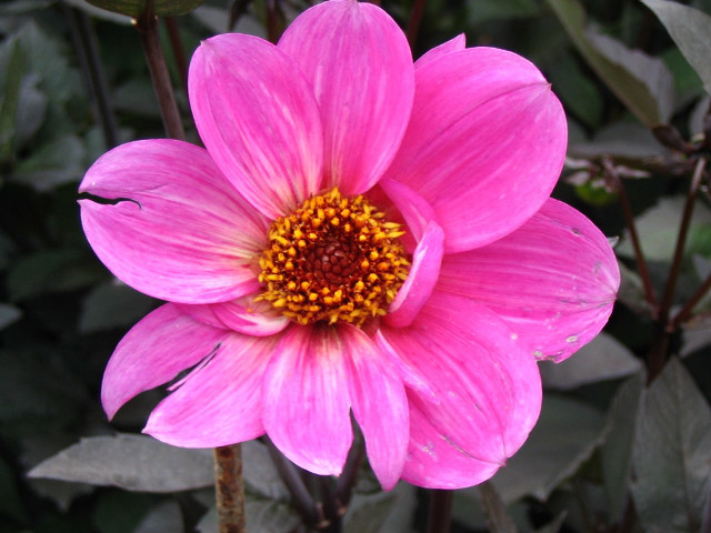 Pink flower yellow center green #11 free wallpaper for desktop - medium preview image