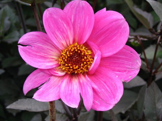 Pink flower yellow center green #13 free wallpaper for desktop - medium preview image