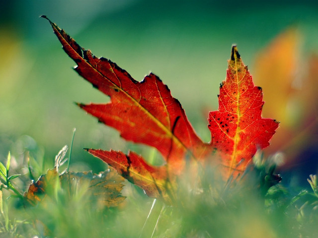 Red leaf grass sunlight autumn #3 free wallpaper for desktop - medium preview image