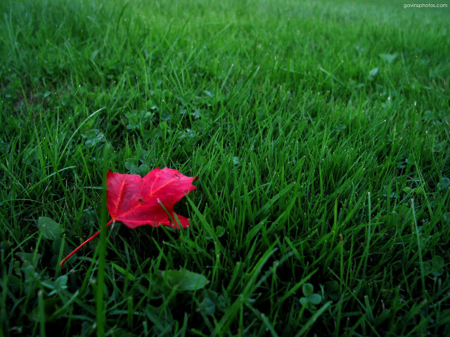 Red leaf green grass rainy #2 free wallpaper for desktop - medium preview image