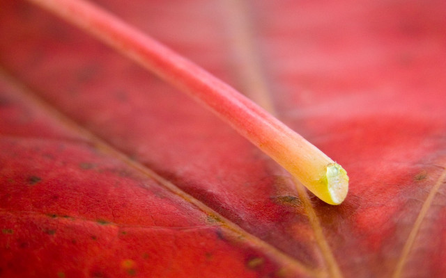 Red leaf yellow green tip free wallpaper for desktop - medium preview image