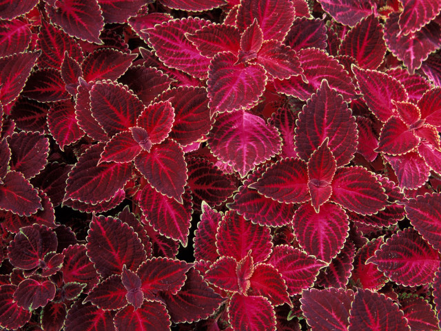 Red leaves closeup black background #2 free wallpaper for desktop - medium preview image