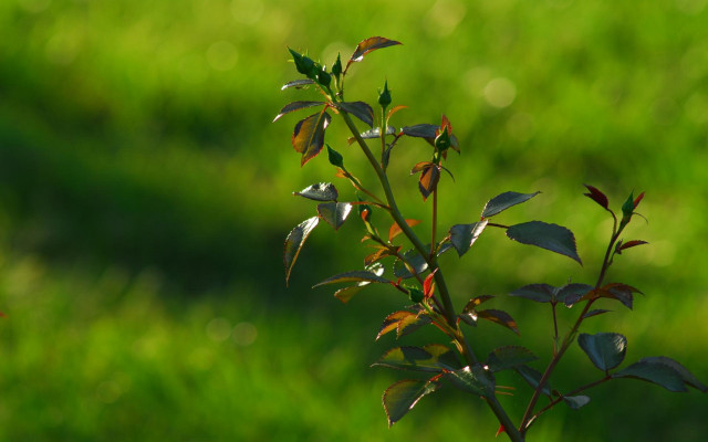 Small plant green leaves blurry free wallpaper for desktop - medium preview image