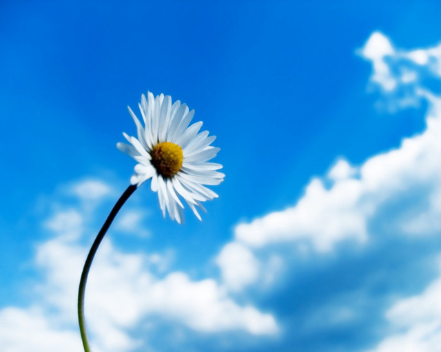 Daisy blue sky clouds foreground #3 free wallpaper for desktop - medium preview image