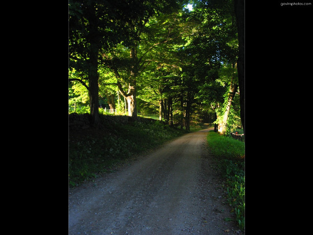 Road bear woods forest night free wallpaper for desktop - medium preview image