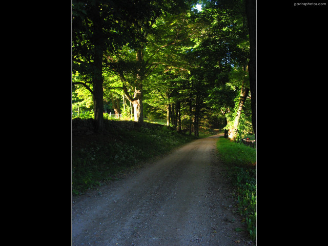 Bear road forest night sky free wallpaper for desktop - medium preview image