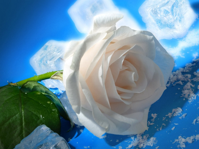 White rose blue surface ice free wallpaper for desktop - medium preview image