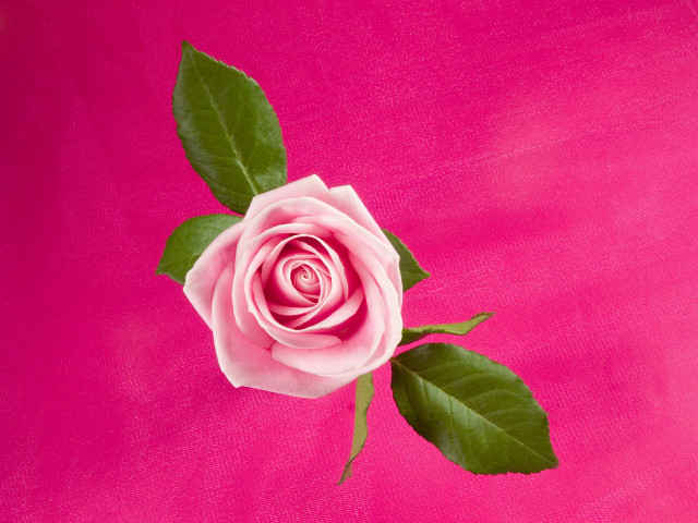 Pink rose green leaves shadow free wallpaper for desktop - medium preview image