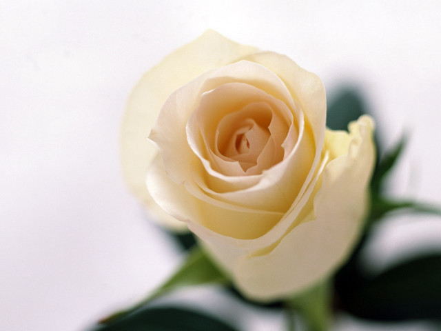 White rose green leaves shadow free wallpaper for desktop - medium preview image