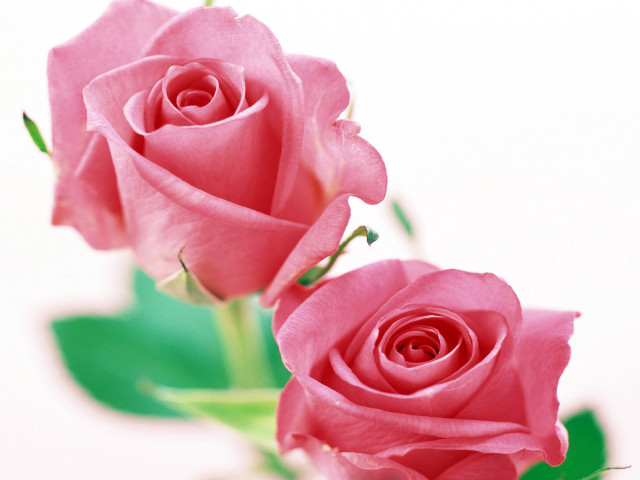 Pink roses vase tabletop green free wallpaper for desktop - medium preview image