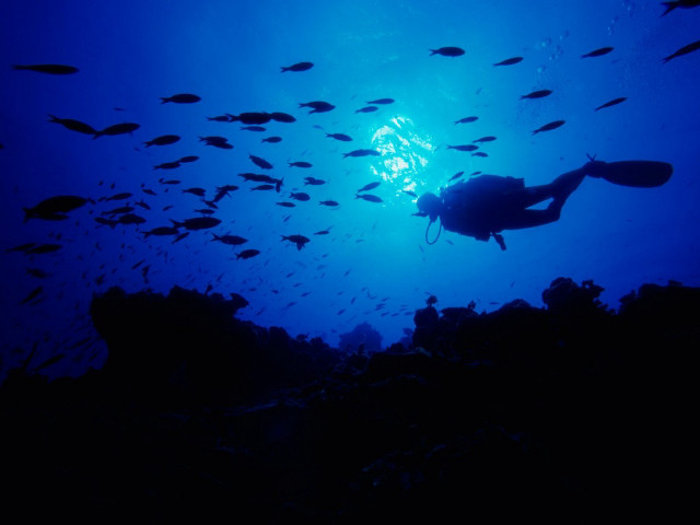 Scuba diver school fish coral free wallpaper for desktop - medium preview image