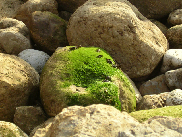Green moss covered rock pile #2 free wallpaper for desktop - medium preview image