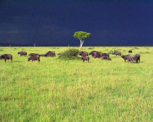 Cattle grazing green field dark #2 free wallpaper for desktop - medium preview image