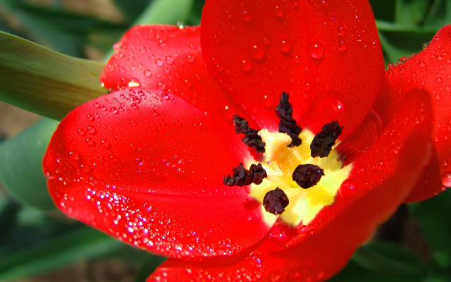 Red flower water droplets petals #6 free wallpaper for desktop - medium preview image