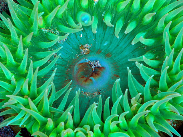 Underwater green sea anemone water #4 free wallpaper for desktop - medium preview image
