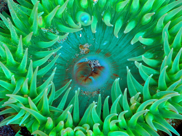 Underwater green sea anemone water #3 free wallpaper for desktop - medium preview image