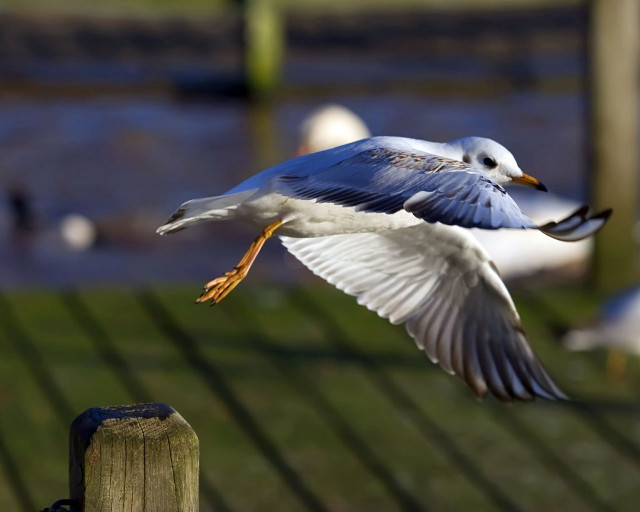 Seagull flying wooden fence birds free wallpaper for desktop - medium preview image