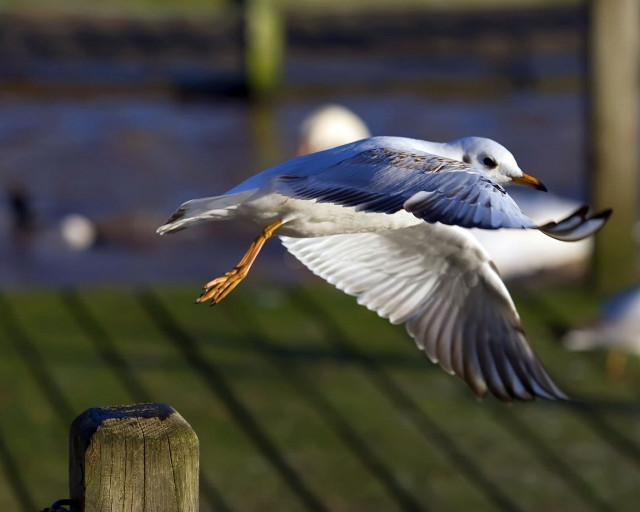 Seagull flying wooden fence birds #2 free wallpaper for desktop - medium preview image