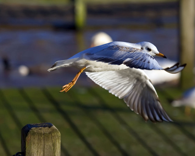 Seagull flying wooden fence birds #3 free wallpaper for desktop - medium preview image