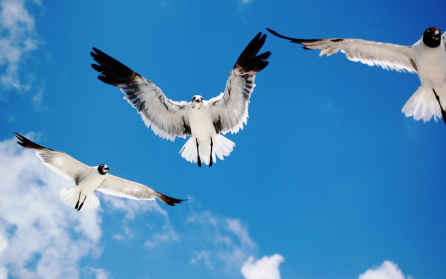 Three birds flying blue sky #4 free wallpaper for desktop - medium preview image