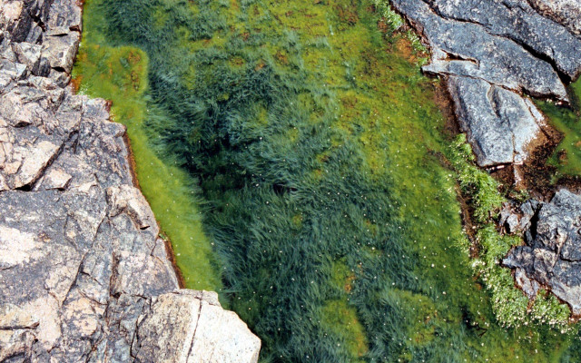 Grassy area large rocks moss free wallpaper for desktop - medium preview image