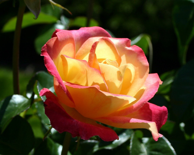 Yellow red rose green leaves #3 free wallpaper for desktop - medium preview image