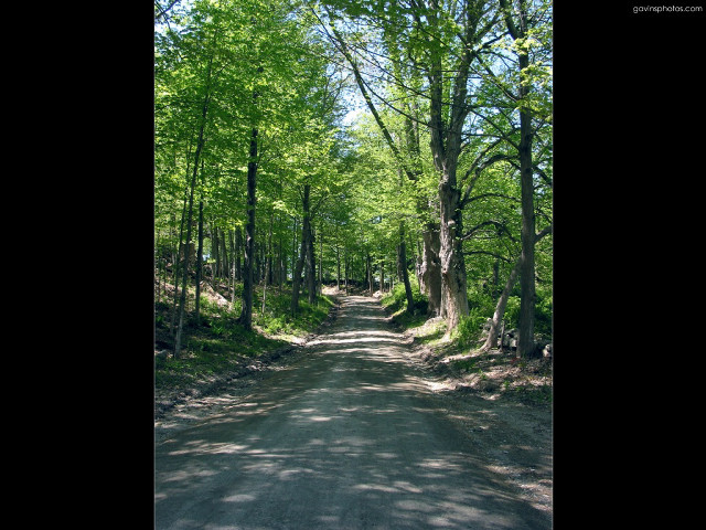 Forest road trees sign nature free wallpaper for desktop - medium preview image