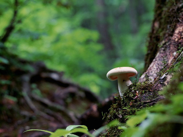 Mushroom growing tree trunk woods free wallpaper for desktop - medium preview image