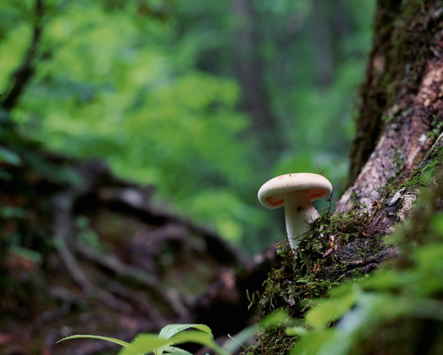 Mushroom growing tree woods green free wallpaper for desktop - medium preview image