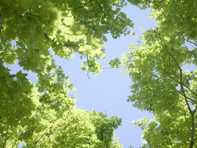 Sky trees leaves view below free wallpaper for desktop - medium preview image