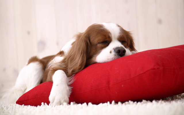 Dog sleeping red pillow white #4 free wallpaper for desktop - medium preview image