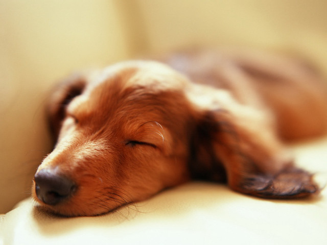 Sleeping dog couch eyes closed free wallpaper for desktop - medium preview image